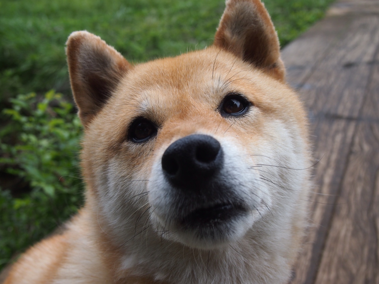 年度焦点之战,尼斯硬仗取胜苏格兰,坚韧铸就传奇